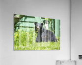 1 7a Acrylic Print