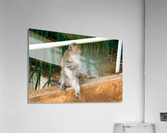 1 162 Acrylic Print