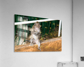1 162 Acrylic Print