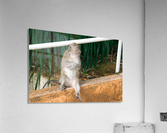 1 162 Acrylic Print