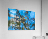 1 102 Acrylic Print
