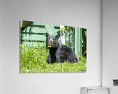 1 5 Acrylic Print