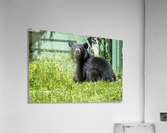 1 4 Acrylic Print