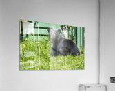 1 4 Acrylic Print