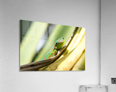 1 173 Acrylic Print