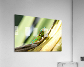 1 173 Acrylic Print