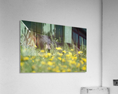 1 2a Acrylic Print