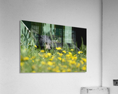 1 2a Acrylic Print