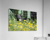 1 2a Acrylic Print