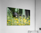 1 2a Acrylic Print
