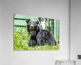 1 3 Acrylic Print