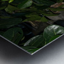 1 213 Metal print