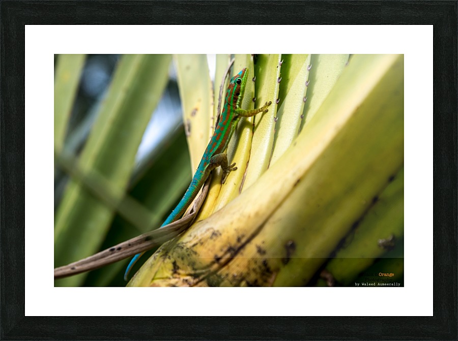 1 175 Picture Frame print