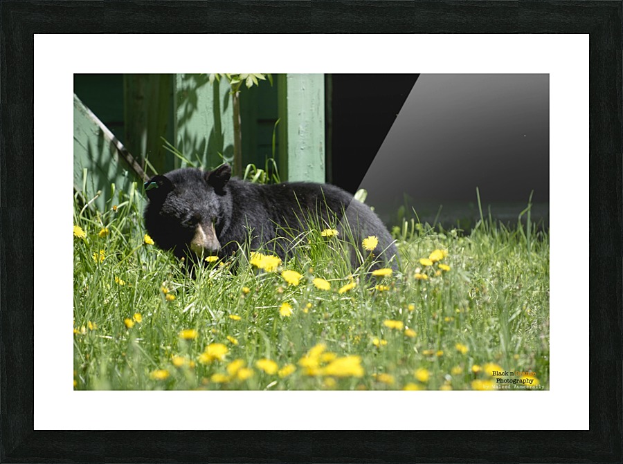 1 Picture Frame print