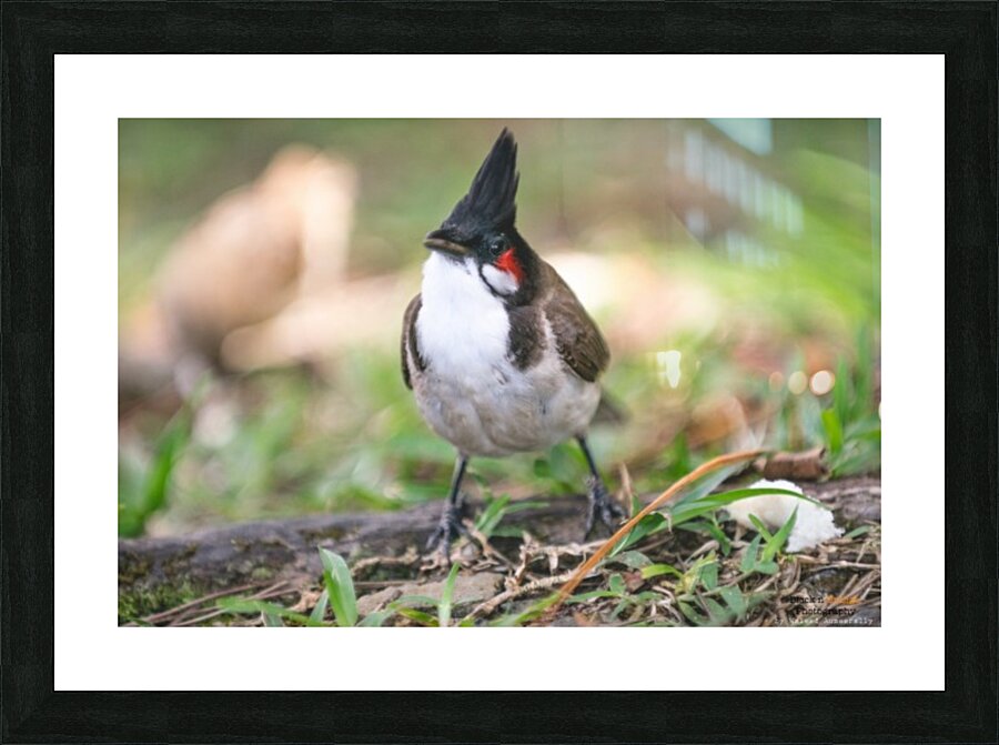 1 117 Picture Frame print