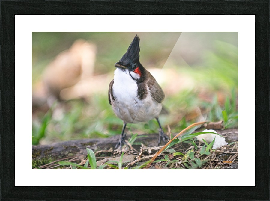 1 117 Picture Frame print