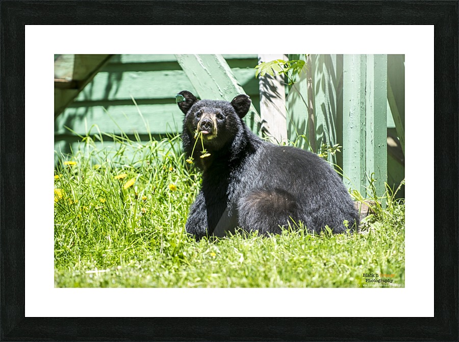 1 6 Picture Frame print