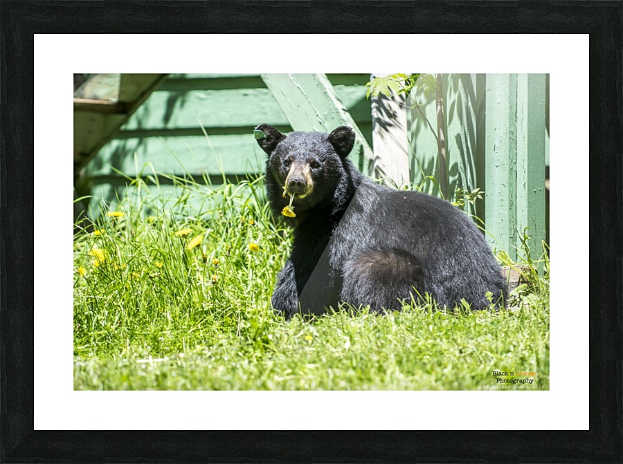 1 7a Picture Frame print