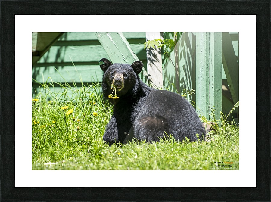 1 5 Picture Frame print