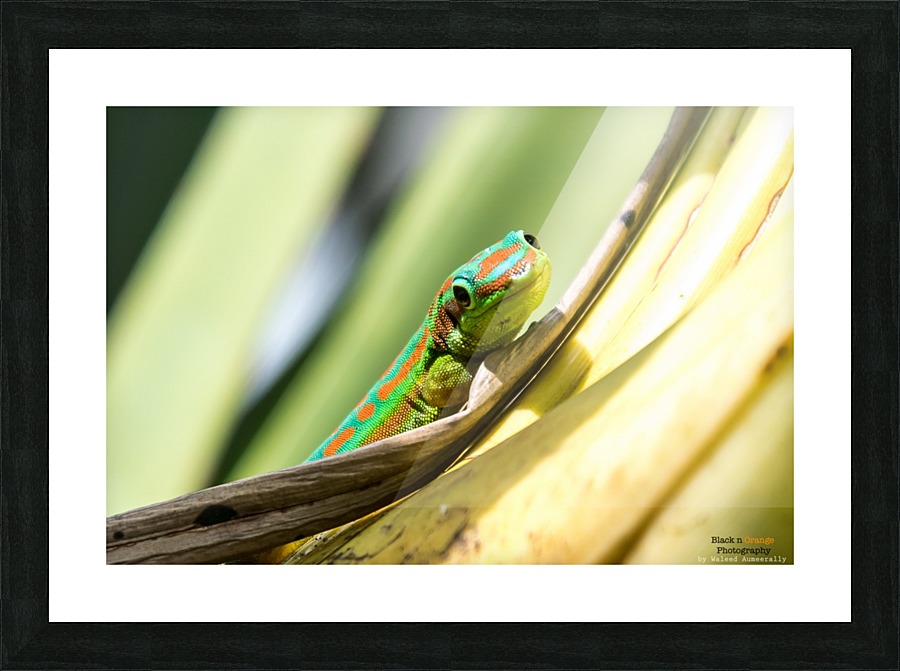 1 173 Picture Frame print