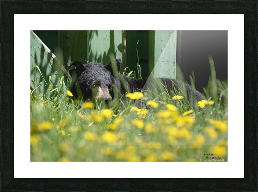 1 2a Picture Frame print