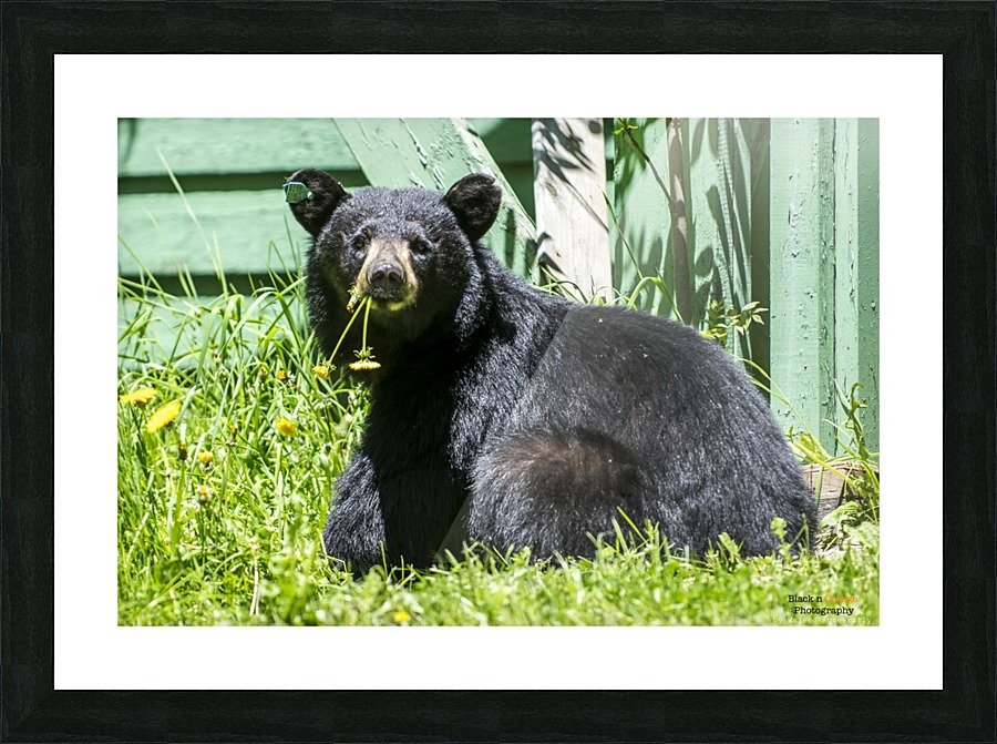 1 3 Picture Frame print