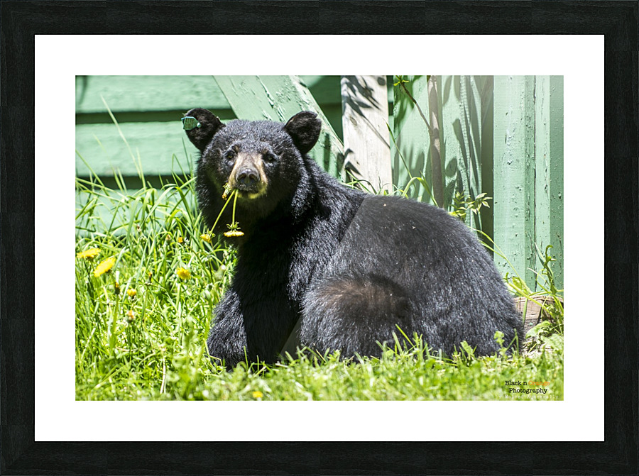 1 3 Picture Frame print