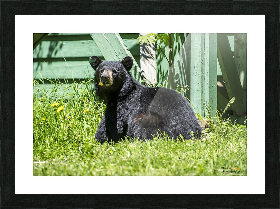  Fine Art print