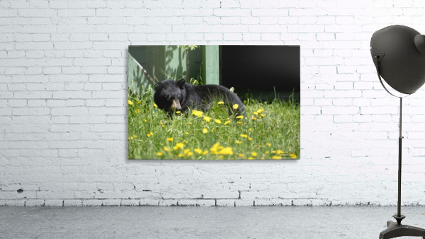 1 Wall Preview