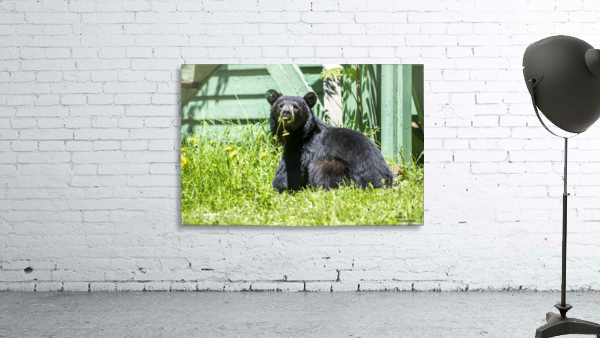 1 6 Wall Preview