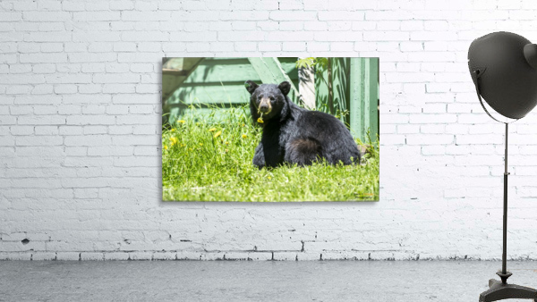 1 7a Wall Preview