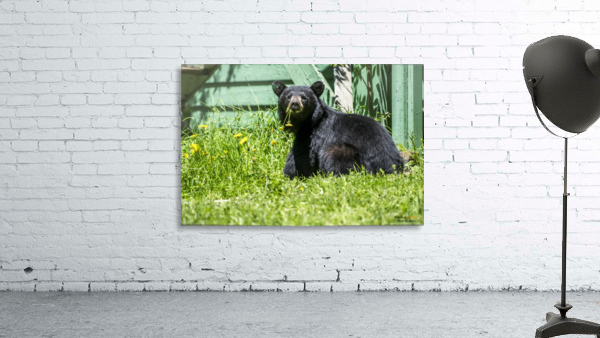 1 4 Wall Preview