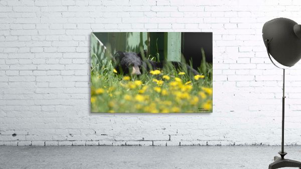 1 2a Wall Preview