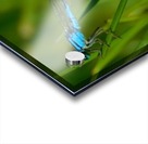 blue damselfly Acrylic print