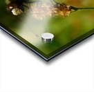 Meadowhawk Acrylic print
