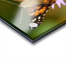 Painted Lady  Acrylic print