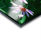 Echinacea Acrylic print