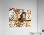 Barred Owl  spring sunset.  Acrylic Print