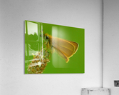 Small skipper Acrylic Print