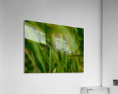 Blue Damselfly Acrylic Print