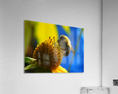 Bumblebee on Sunflower  Acrylic Print