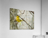 Yellow warbler   spring dance.  Acrylic Print