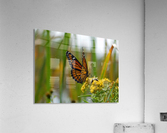 Fall Viceroy Acrylic Print