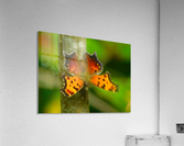 Coma Butterfly Acrylic Print