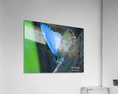 Azure Blue Acrylic Print