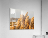 Golden hour Acrylic Print