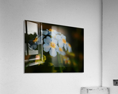 Forget-Me-Not  Acrylic Print