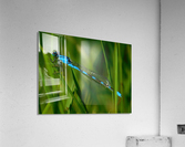blue damselfly Acrylic Print
