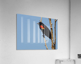 Red wing blackbird  spring. Acrylic Print