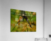 Meadowhawk Acrylic Print